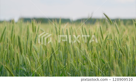A Lush Green Wheat Field Flourishing Under Bright Sunlight on a Beautiful Sunny Day 128909510
