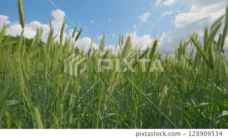 A Lush Green Wheat Field Spreading Out Under a Clear Blue Sky Filled with White Clouds A Lush Green Wheat Field Spreading Out Under a Clear Blue Sky Filled with White Clouds 128909534