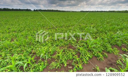 A Beautiful and Lush Green Crop Field Flourishing Gracefully Under a Dramatic Cloudy Sky Above 128909552