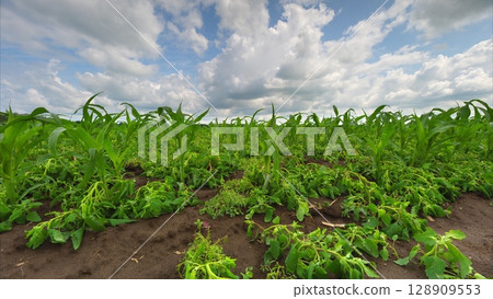 A Vibrant Green Crop Field Under a Dramatic and Beautiful Sky Full of Clouds and Colors 128909553