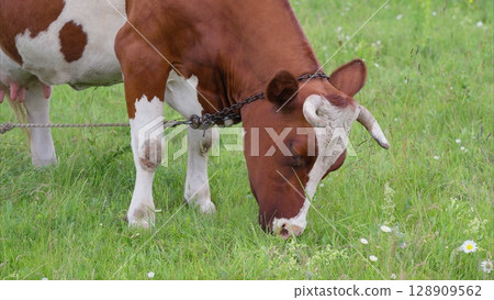 A beautiful cow leisurely grazing in a lush green pasture under a bright blue sky 128909562