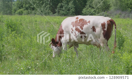 A Grazing Cow Enjoys the Beautiful Lush Green Field Under the Vast Blue Sky Above 128909571