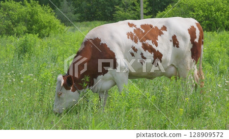 A Grazing Cow peacefully rests in a Lush and Vibrant Green Field under a Bright Sky A Grazing Cow peacefully rests in a Lush and Vibrant Green Field under a Bright Sky 128909572
