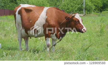 A Curious Cow Grazing Peacefully in a Beautiful, Lush Green Pasture Under a Bright Sunny Sky A Curious Cow Grazing Peacefully in a Beautiful, Lush Green Pasture Under a Bright Sunny Sky 128909580