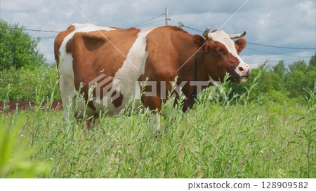 A cow is grazing peacefully in a lush green field, surrounded by the beauty of nature 128909582