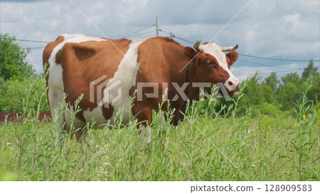 A Beautiful Brown and White Cow Grazing Gracefully in a Lush Green Field of Nature 128909583
