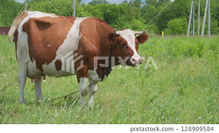 A Brown and White Cow Grazing Peacefully in a Beautiful and Lush Green Field Setting 128909584