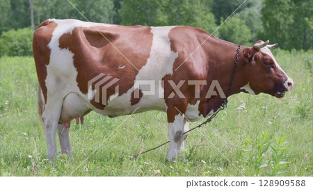 A Serene Cow Grazing Calmly in a Lush Green Pasture under the Bright and Warm Sunlight 128909588