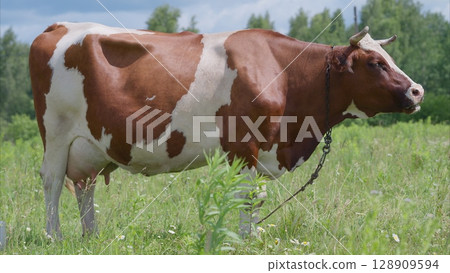 A beautiful Brown and White Cow is happily Grazing in a Lush Green Field full of grass and sunshine 128909594