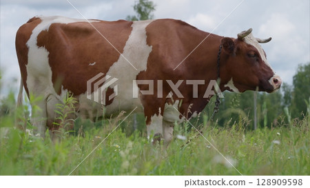 A Grazing Cow Peacefully Roaming in a Lush Green Meadow Surrounded by Beautiful Nature A Grazing Cow Peacefully Roaming in a Lush Green Meadow Surrounded by Beautiful Nature 128909598