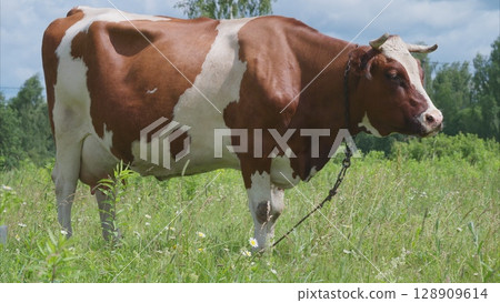 A Rustic Cow Grazing Gracefully in a Lush Green Meadow Surrounded by Natures Beauty A Rustic Cow Grazing Gracefully in a Lush Green Meadow Surrounded by Natures Beauty 128909614