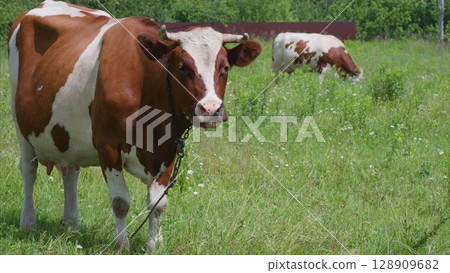 Cows Grazing Peacefully in a Beautiful, Lush Green Field Surrounded by Natures Beauty 128909682