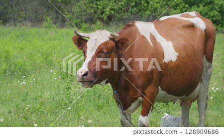 Content Featuring a Cow Grazing Peacefully in a Lush Green Meadow Full of Grass and Flora Content Featuring a Cow Grazing Peacefully in a Lush Green Meadow Full of Grass and Flora 128909686