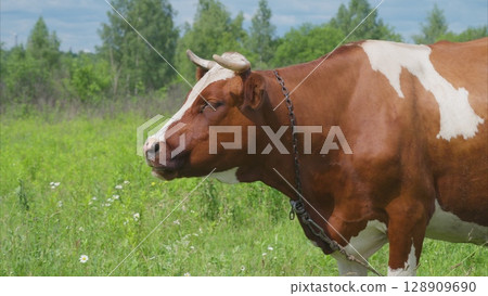 A Beautiful Brown and White Cow Gracefully Grazing in the Lush Meadow with Green Grass 128909690
