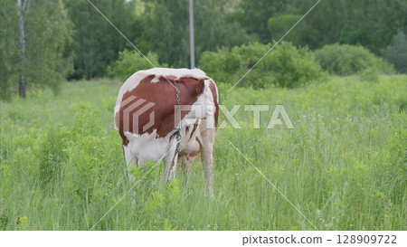A Beautiful Brown and White Cow Grazing Quietly in a Lush Green Field Full of Grass 128909722