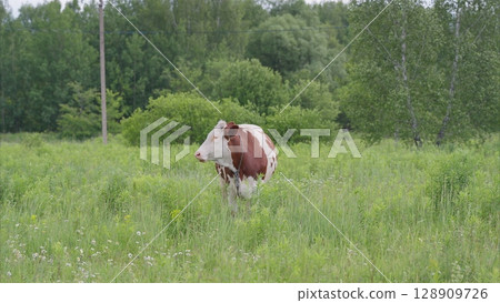 A Content Cow Grazing in a Lush, Green Field Surrounded by Natures Beauty and Harmony A Content Cow Grazing in a Lush, Green Field Surrounded by Natures Beauty and Harmony 128909726