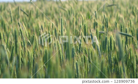 A Beautiful Lush Green Wheat Field Stretching Out Beneath a Bright Sunny Sky Above It 128909736