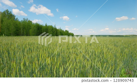 A Vibrant Green Wheat Field Sprawls Beneath a Clear and Beautiful Blue Sky Above 128909743