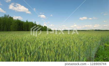 A Beautiful Lush Green Wheat Field Flourishing Under a Clear Bright Blue Sky Above 128909744