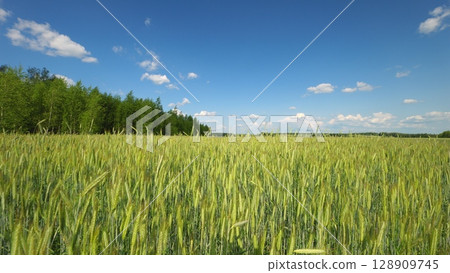 A Vast Lush Green Wheat Field Spreading Out Under a Bright Blue Sky Above It All A Vast Lush Green Wheat Field Spreading Out Under a Bright Blue Sky Above It All 128909745