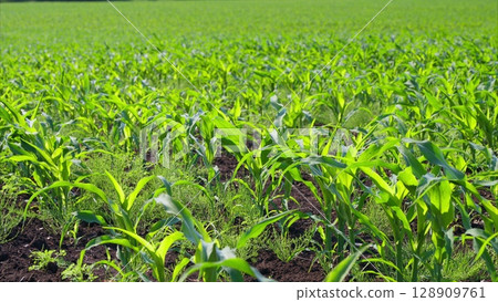 The lush green cornfield is experiencing vibrant growth during the beautiful spring season 128909761