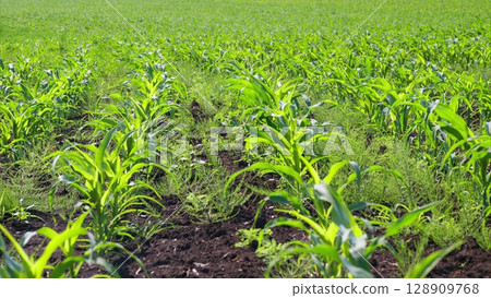 The Flourishing and Vibrantly Thriving Growth of Cornfields During the Warm, Sunny Summer Season 128909768
