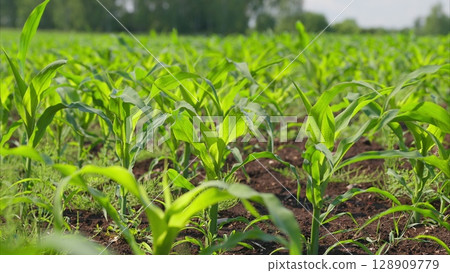 A Lush Cornfield Thriving Beautifully Under the Full Sunlight of a Warm Summer Day 128909779