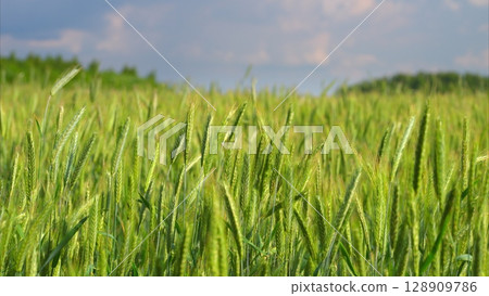 A Beautiful and Vibrant Wheat Field Expansively Spread Under a Bright Blue Sky That Shines Above It A Beautiful and Vibrant Wheat Field Expansively Spread Under a Bright Blue Sky That Shines Above It 128909786