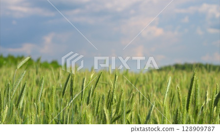 A Beautiful Lush Green Wheat Field Under a Dramatic Cloudy Sky That Enhances Its Serenity A Beautiful Lush Green Wheat Field Under a Dramatic Cloudy Sky That Enhances Its Serenity 128909787