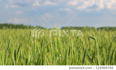 A Vibrant Wheat Field Expands Beautifully Under a Clear Blue Sky Adorned with Soft Clouds 128909788