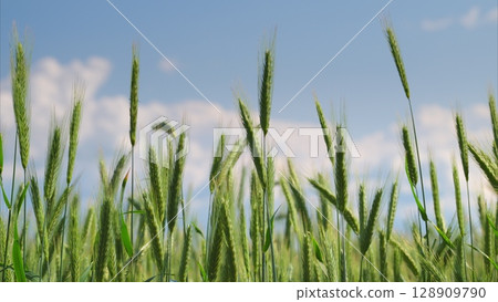 A Beautiful Wheat Field Elegantly Spread Out Under a Clear and Bright Blue Sky Up Above 128909790