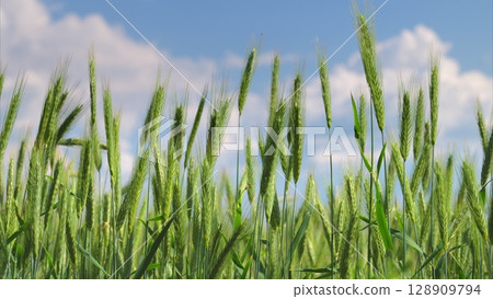 A Lush Green Wheat Field Flourishes Under a Bright and Clear Blue Sky Full of Sunshine 128909794