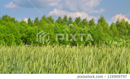A Beautiful Lush Green Field Surrounded by Verdant Trees Beneath a Clear Blue Sky A Beautiful Lush Green Field Surrounded by Verdant Trees Beneath a Clear Blue Sky 128909797