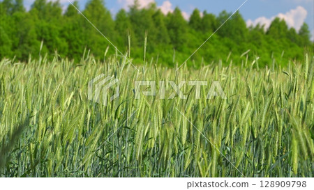 A Lush Green Wheat Field Flourishing Beautifully Under Bright Sunny Skies and Warm Sunshine A Lush Green Wheat Field Flourishing Beautifully Under Bright Sunny Skies and Warm Sunshine 128909798