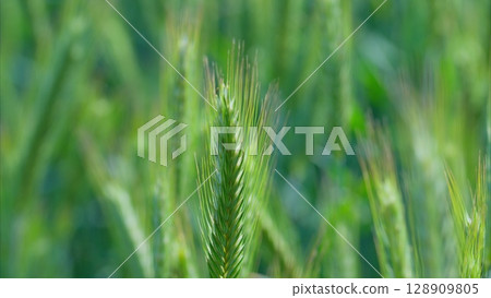 Closeup of a Vibrant and Lush Green Wheat Field Captured in a Beautiful Landscape Setting Closeup of a Vibrant and Lush Green Wheat Field Captured in a Beautiful Landscape Setting 128909805