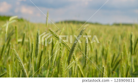 A picturesque lush green field filled with thriving wheat, all beneath stunning, dramatic clouds A picturesque lush green field filled with thriving wheat, all beneath stunning, dramatic clouds 128909811
