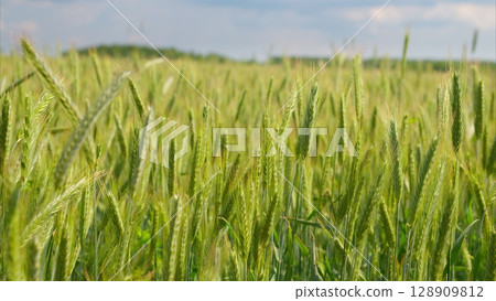 A Beautiful Lush Green Wheat Field Spreading Wide Under the Bright Blue Sky Above A Beautiful Lush Green Wheat Field Spreading Wide Under the Bright Blue Sky Above 128909812