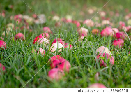 Close-up of fallen apples on green grass in summer garden 128909826