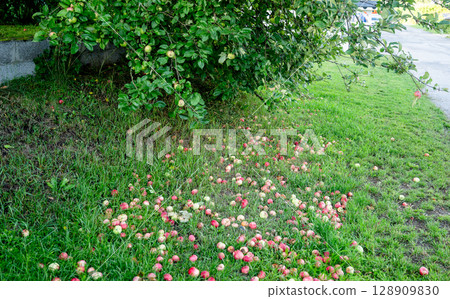 Apple tree with ripe fruits and fallen apples on green grass in summer garden Apple tree with ripe fruits and fallen apples on green grass in summer garden 128909830