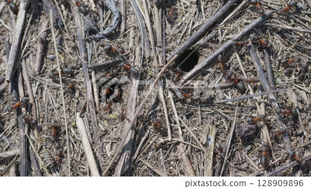 Observing Busy Ants in Their Natural Habitat While Actively Gathering Food Resources 128909896