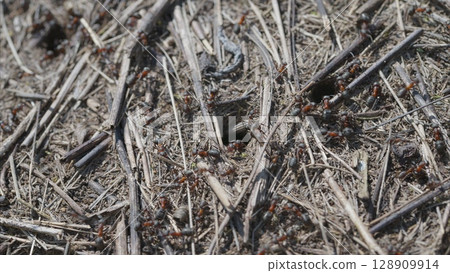 A Detailed CloseUp of Busy Ants Crawling on the Forest Floor Surrounded by Pine Needles A Detailed CloseUp of Busy Ants Crawling on the Forest Floor Surrounded by Pine Needles 128909914