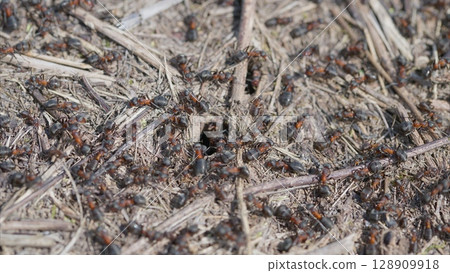 A Busy Ant Colony in Action Observing their fascinating activities within a diverse ecosystem 128909918