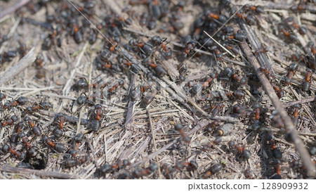 A large number of ants actively swarming on the ground in their natural environment and habitat 128909932