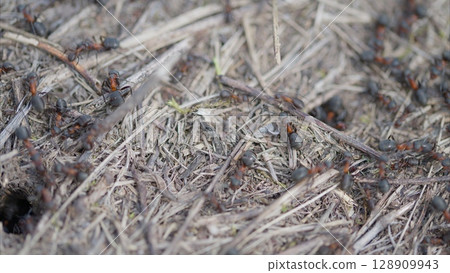 A detailed closeup image of ants meticulously moving over the ground surface in nature 128909943