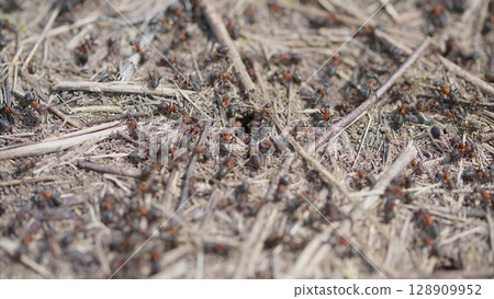 A Busy Ant Colony of Tiny Insects Effectively Working Together on a Natural Ground Environment 128909952