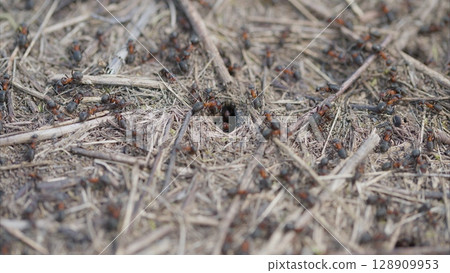 An extreme closeup of ants and their nest in a natural habitat shows intricate details An extreme closeup of ants and their nest in a natural habitat shows intricate details 128909953