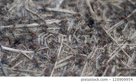 Ants are Busy at Work in Their Natural Habitat, Perfectly Engaging in Various Activities 128909954