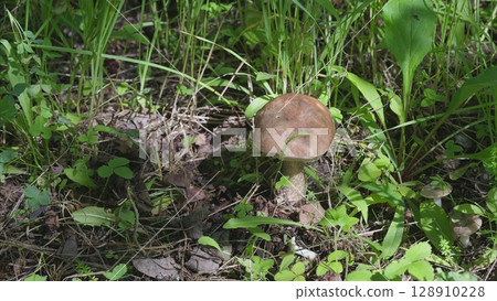 In the heart of the forest, we discover the enchanting beauty of Natures wonderful fungi In the heart of the forest, we discover the enchanting beauty of Natures wonderful fungi 128910228