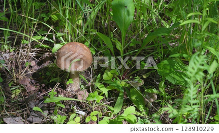 A Beautiful Mushroom, Surrounded by Lush Greenery, Set in a Tranquil Forest Landscape A Beautiful Mushroom, Surrounded by Lush Greenery, Set in a Tranquil Forest Landscape 128910229