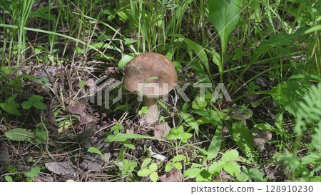 The Beautiful Brown Mushroom Nestled in a Vibrant Lush Greenery Setting and Landscape The Beautiful Brown Mushroom Nestled in a Vibrant Lush Greenery Setting and Landscape 128910230
